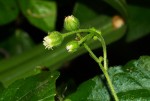 Adenostemma viscosum