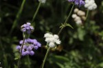 Ageratum houstonianum