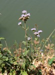 Ageratum houstonianum