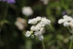Ageratum houstonianum