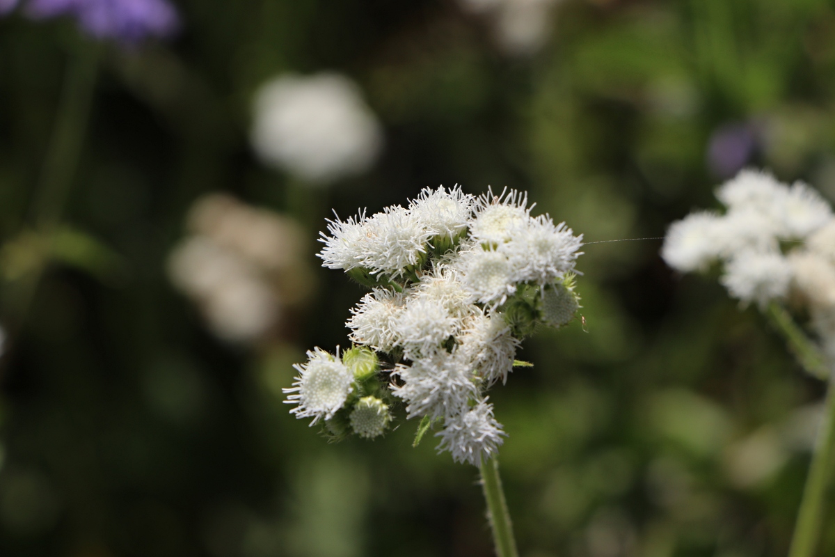 Ageratum houstonianum