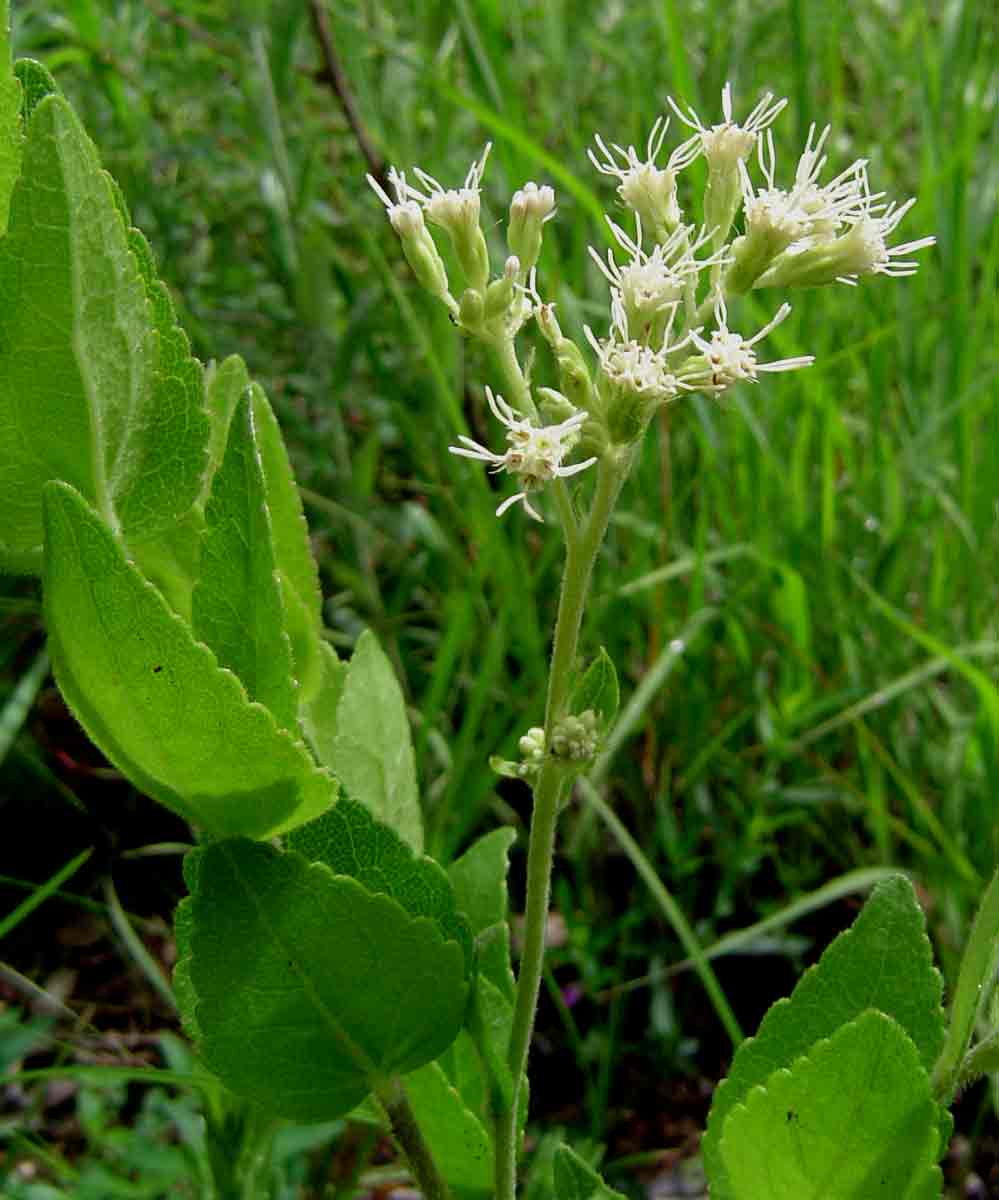 Stomatanthes africanus