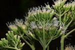 Stomatanthes africanus