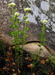 Stomatanthes africanus