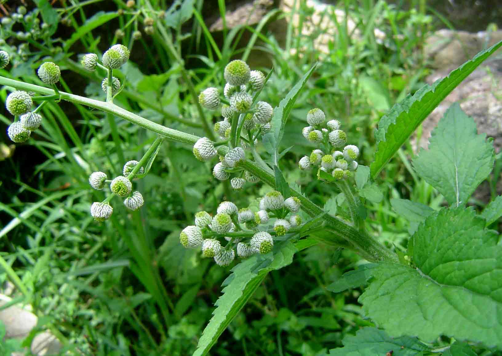 Dichrocephala integrifolia subsp. integrifolia