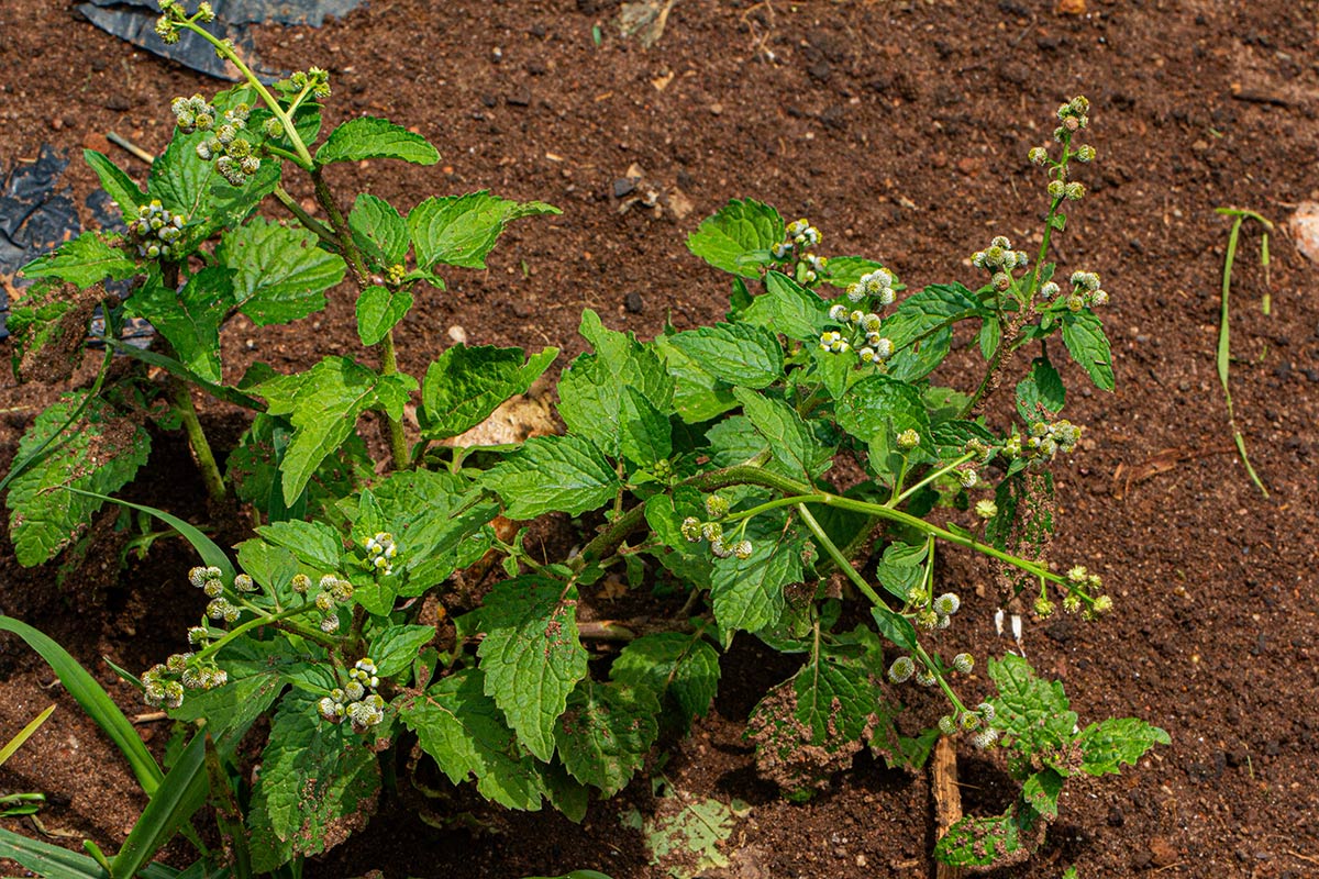 Dichrocephala integrifolia subsp. integrifolia