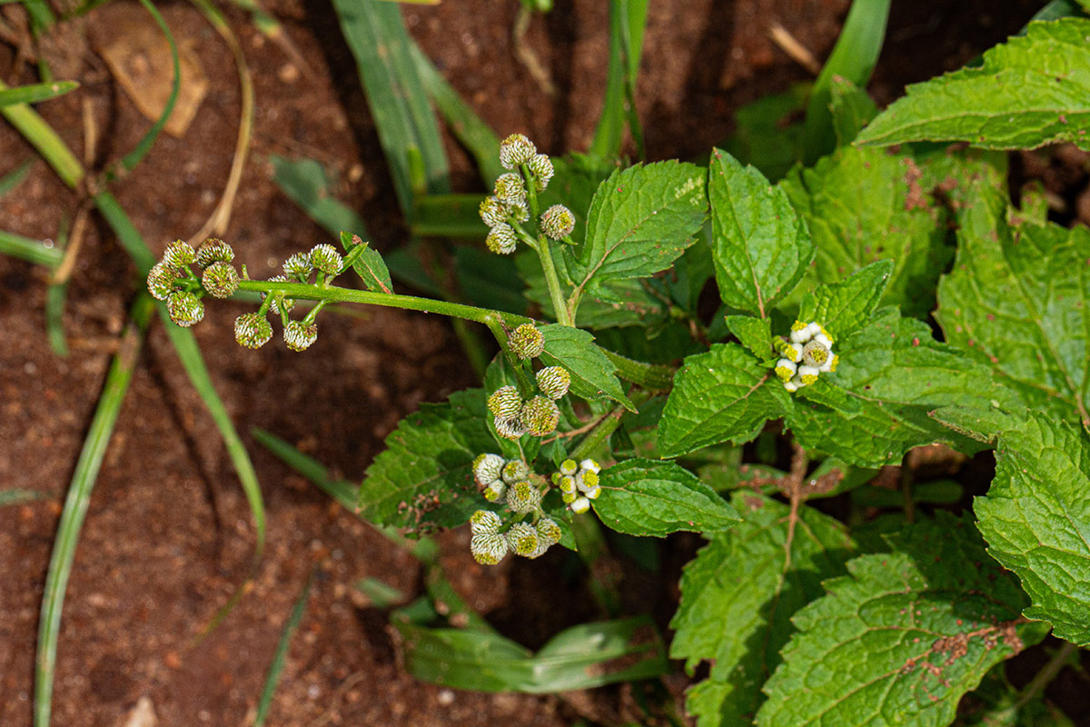 Dichrocephala integrifolia subsp. integrifolia