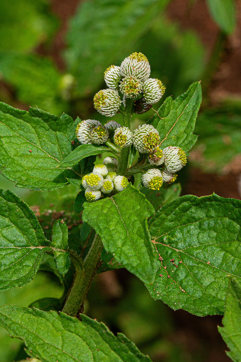 Dichrocephala integrifolia subsp. integrifolia