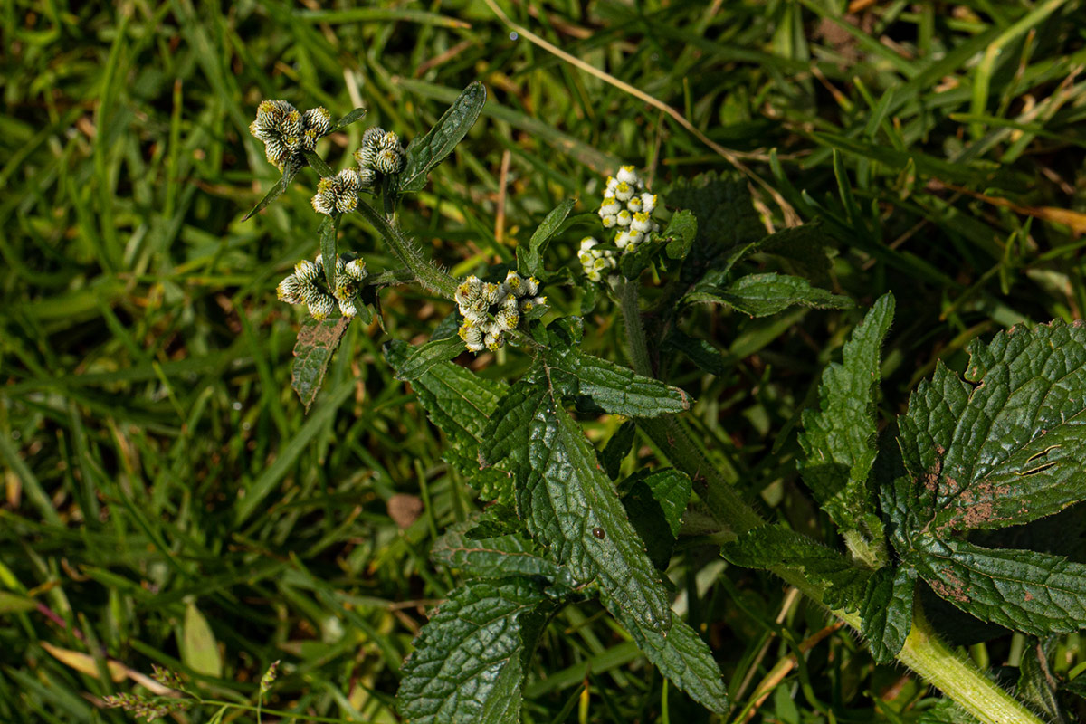 Dichrocephala integrifolia subsp. integrifolia