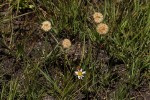 Aster chimanimaniensis