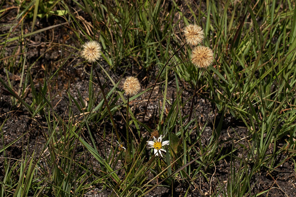 Aster chimanimaniensis