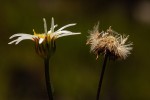 Aster chimanimaniensis
