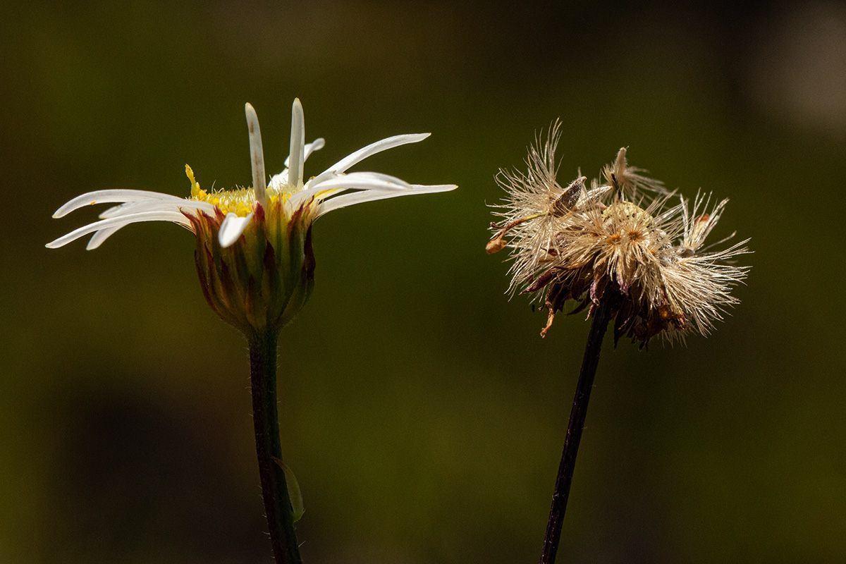 Aster chimanimaniensis