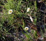 Aster harveyanus subsp. nyikensis