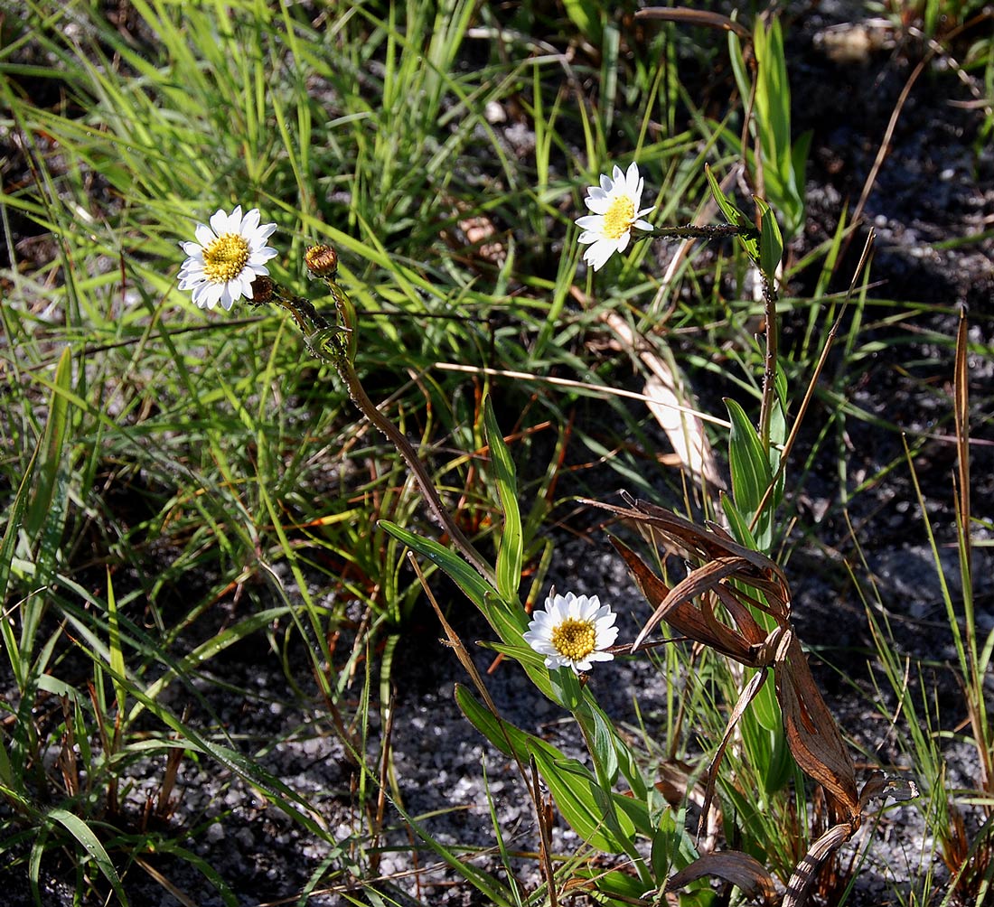 Aster harveyanus subsp. nyikensis