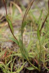 Aster harveyanus subsp. nyikensis
