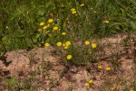 Felicia mossamedensis