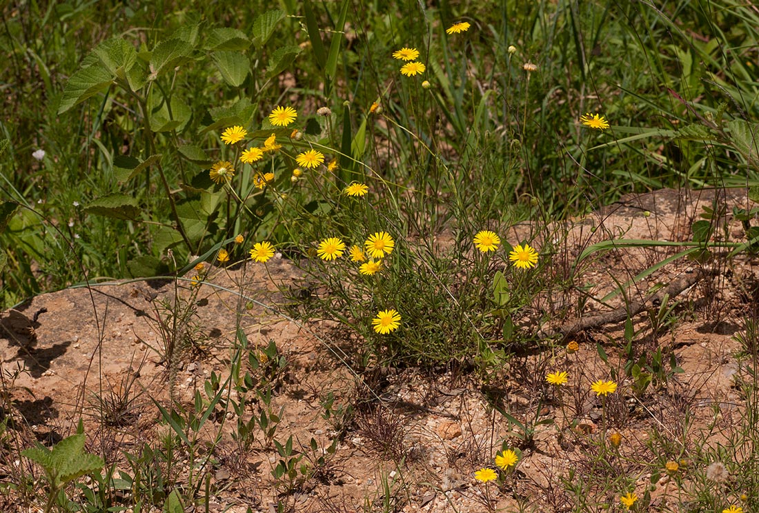 Felicia mossamedensis