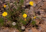 Felicia mossamedensis