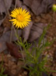 Felicia mossamedensis