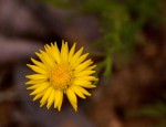 Felicia mossamedensis