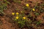 Felicia mossamedensis