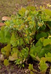 Psiadia punctulata