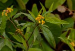 Psiadia punctulata