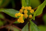 Psiadia punctulata
