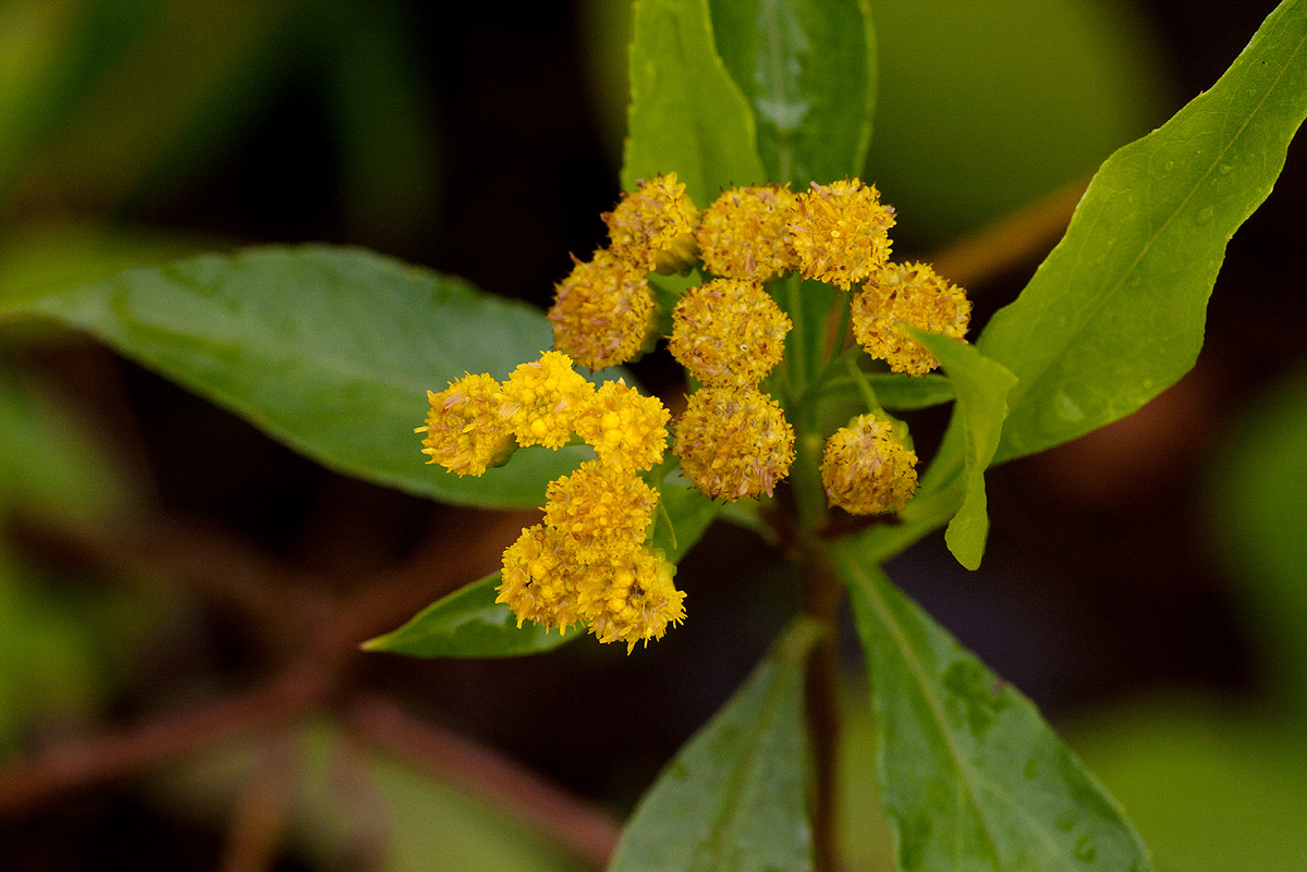 Psiadia punctulata