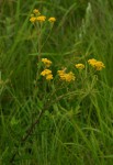 Nidorella auriculata subsp. auriculata