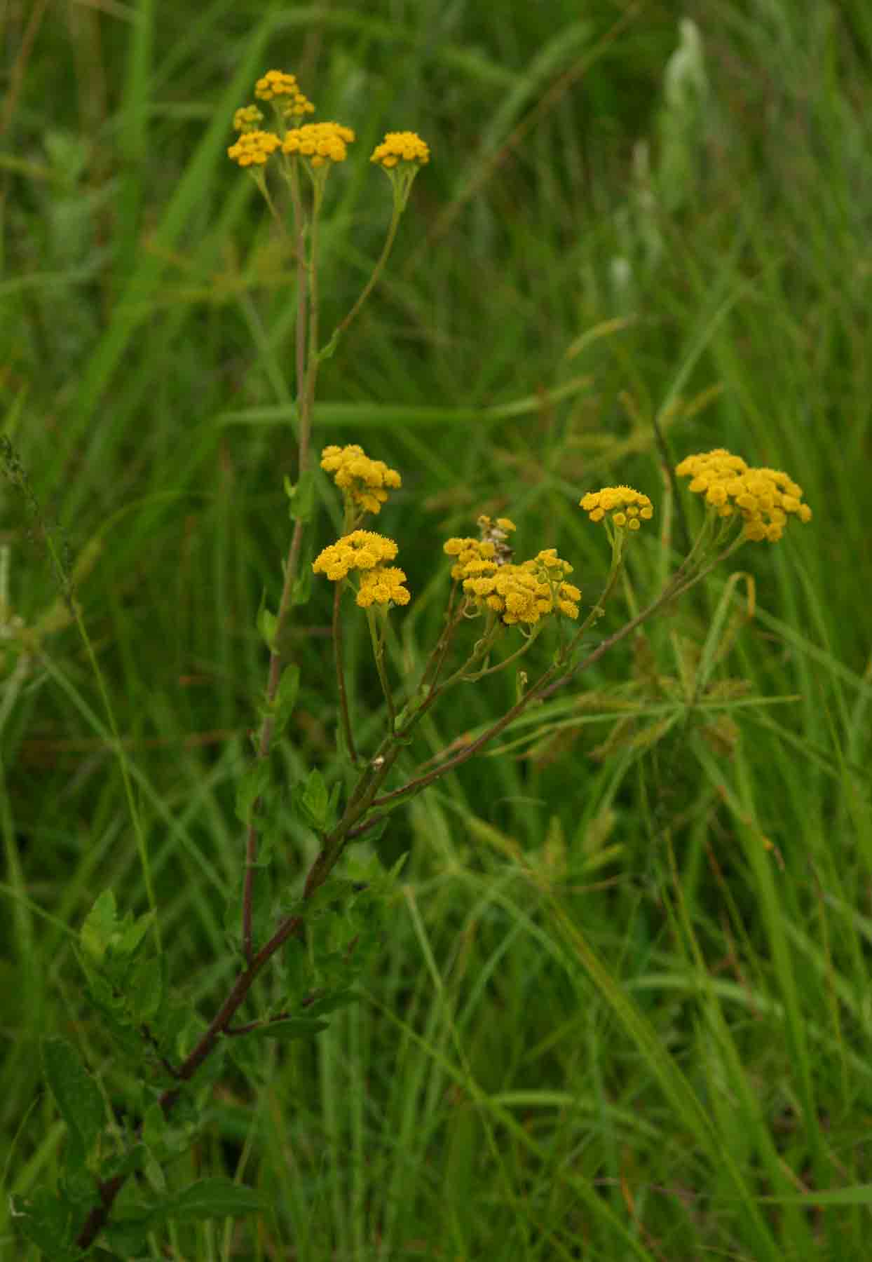 Nidorella auriculata subsp. auriculata