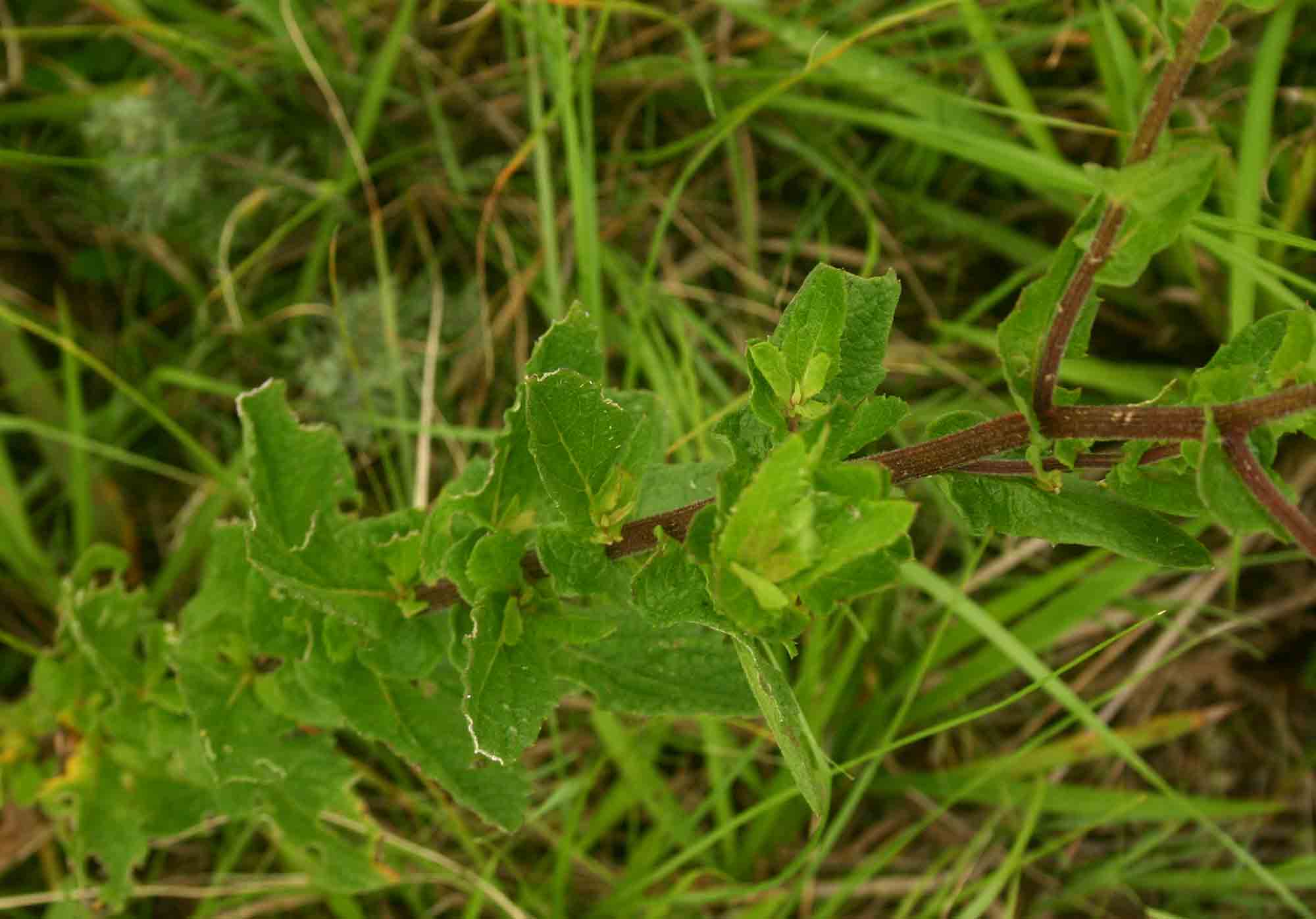 Nidorella auriculata subsp. auriculata
