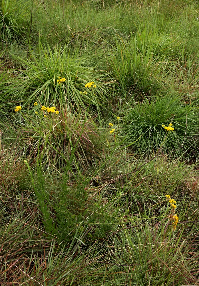 Nidorella auriculata subsp. auriculata