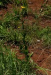 Nidorella auriculata subsp. auriculata