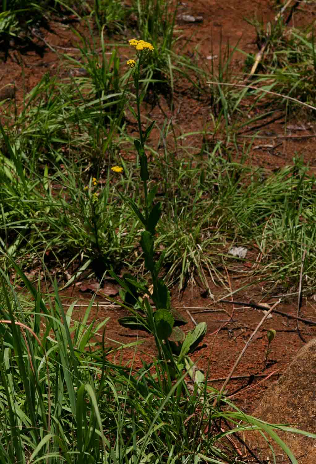 Nidorella auriculata subsp. auriculata