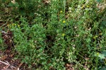 Nidorella resedifolia subsp. microcephala