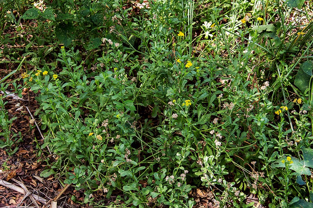 Nidorella resedifolia subsp. microcephala