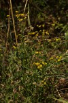Nidorella resedifolia subsp. microcephala