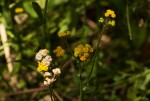 Nidorella resedifolia subsp. microcephala