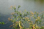 Nidorella attenuata