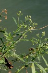 Nidorella attenuata