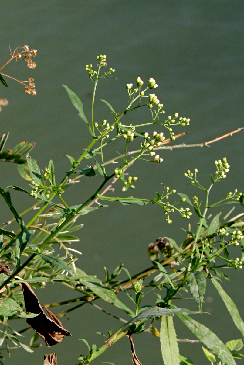 Nidorella attenuata