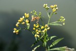 Nidorella attenuata