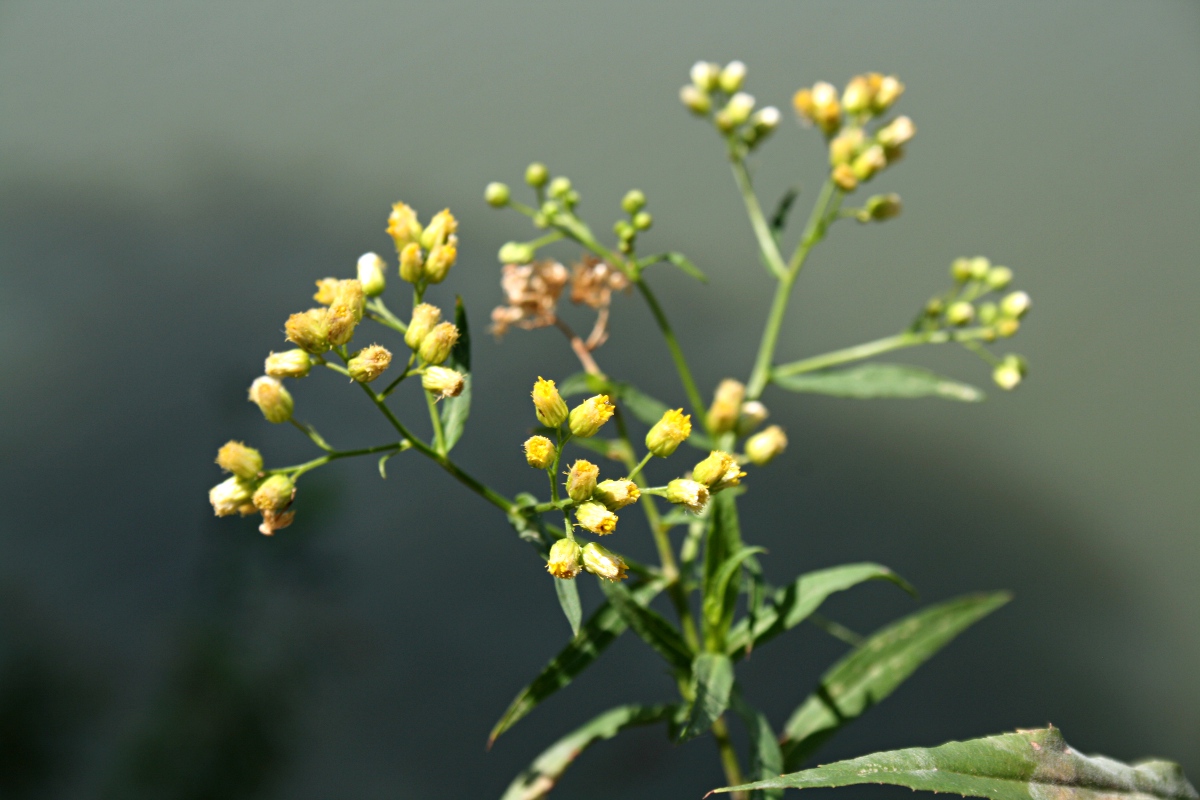Nidorella attenuata