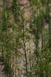 Erigeron canadensis
