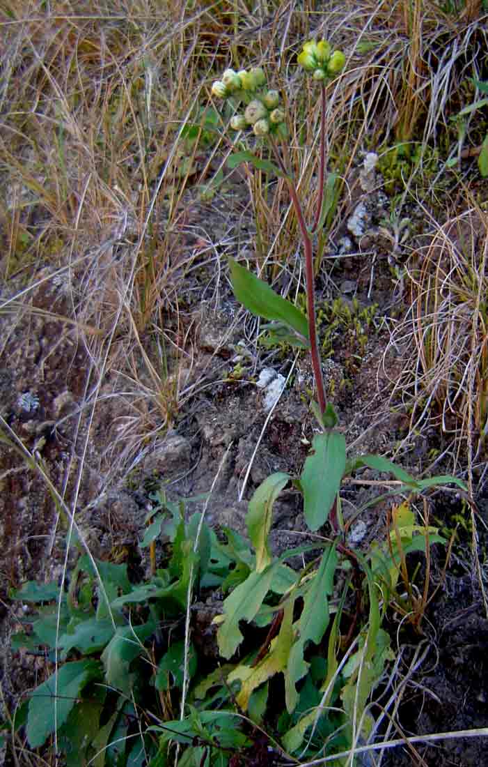 Eschenbachia gouanii
