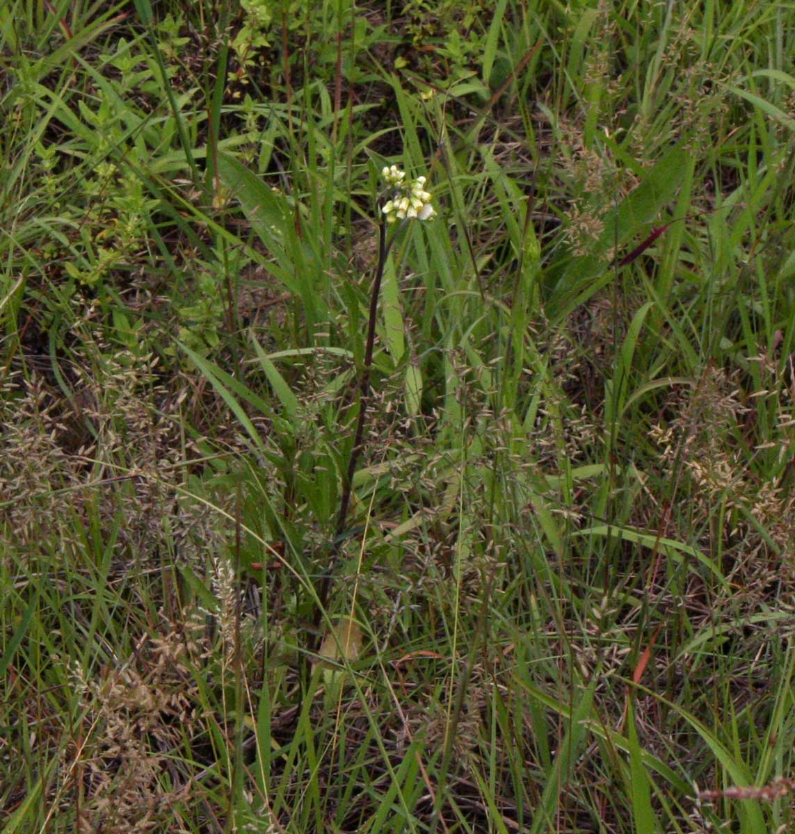 Eschenbachia gouanii