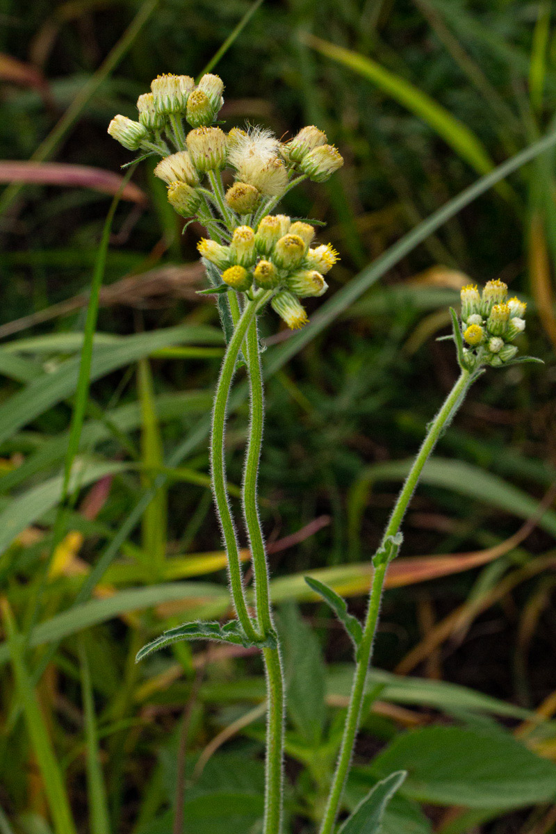 Eschenbachia gouanii