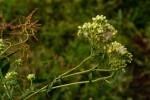 Eschenbachia gouanii